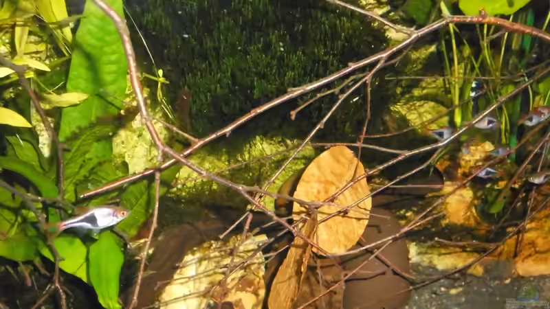 Aquarium mein kleines Asien Becken von odin 68 (92)