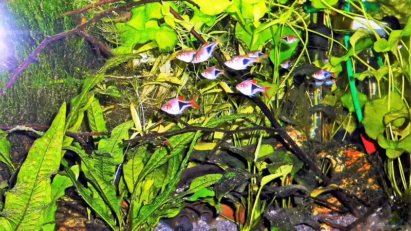 Aquarium mein kleines Asien Becken von odin 68 (93)