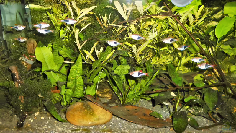 Aquarium mein kleines Asien Becken von odin 68 (94)