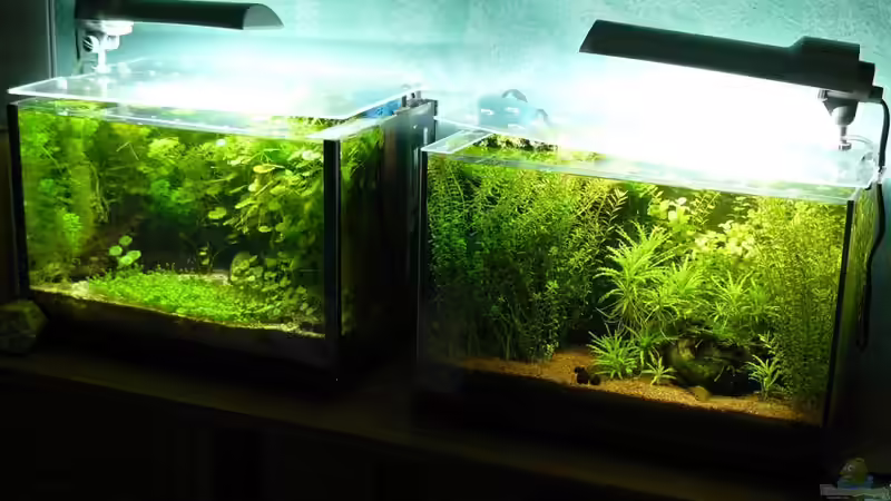 Aquarium Mein kleines Braunes von A. G. (2)