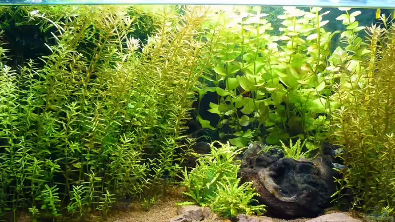 Aquarium Mein kleines Braunes von A. G. (5)