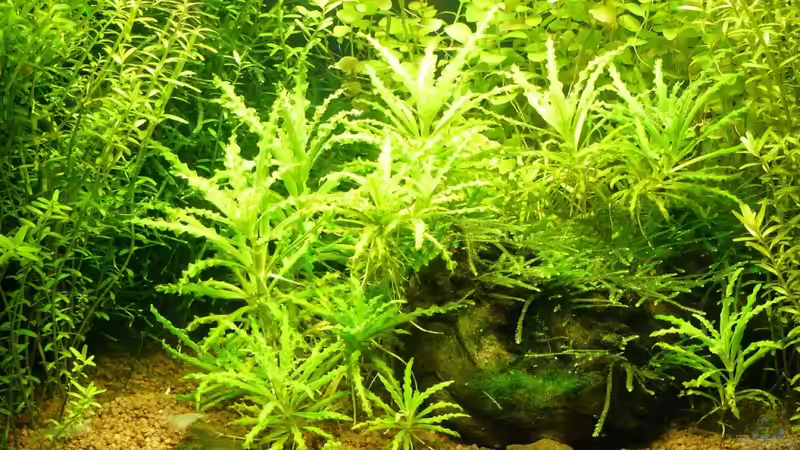 Aquarium Mein kleines Braunes von A. G. (6)