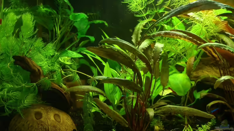 Aquarium Mein kleines Erstes von DerAusDemNixKam (7)
