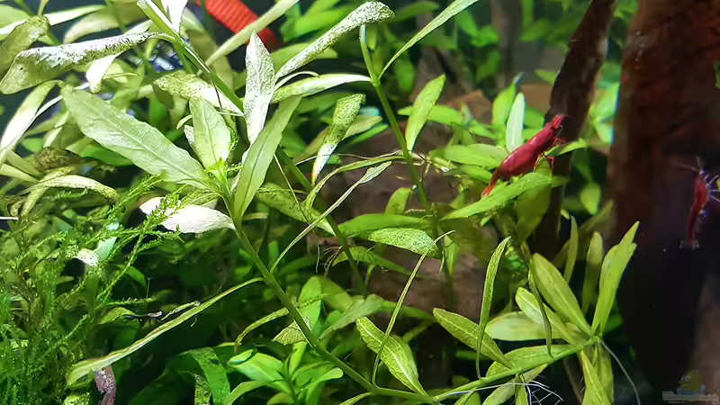 Aquarium mein kleines Garnelen Becken (aufgelöst) von odin 68 (10)