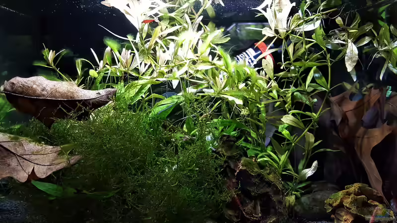 Aquarium mein kleines Garnelen Becken (aufgelöst) von odin 68 (11)