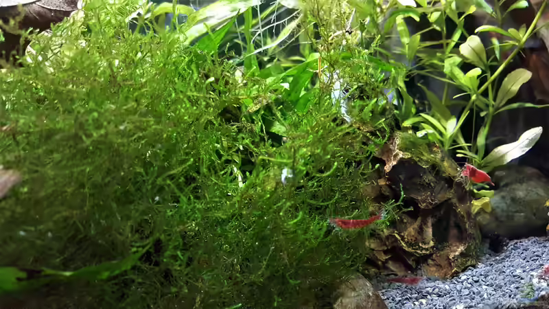 Aquarium mein kleines Garnelen Becken (aufgelöst) von odin 68 (12)