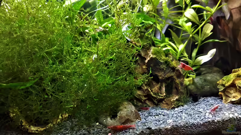 Aquarium mein kleines Garnelen Becken (aufgelöst) von odin 68 (13)