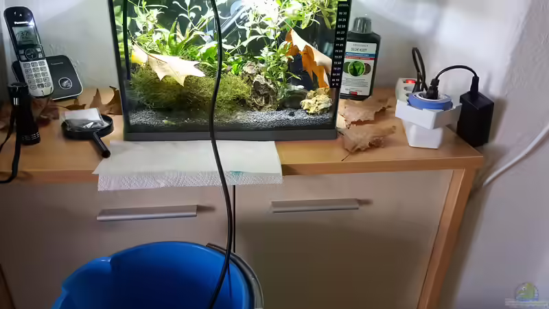 Aquarium mein kleines Garnelen Becken (aufgelöst) von odin 68 (14)