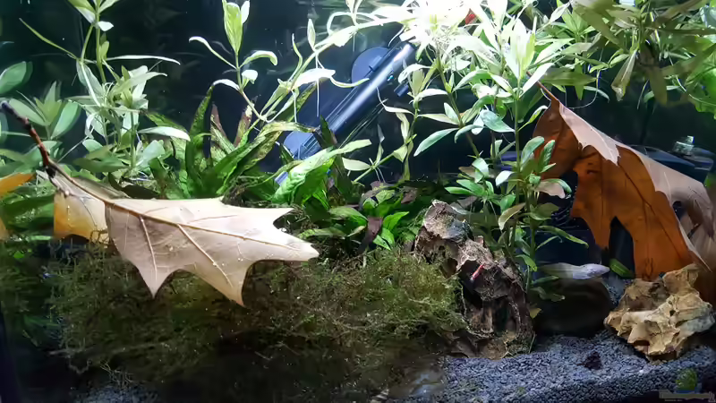 Aquarium mein kleines Garnelen Becken (aufgelöst) von odin 68 (16)