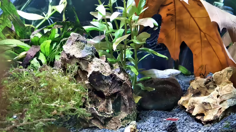 Aquarium mein kleines Garnelen Becken (aufgelöst) von odin 68 (17)