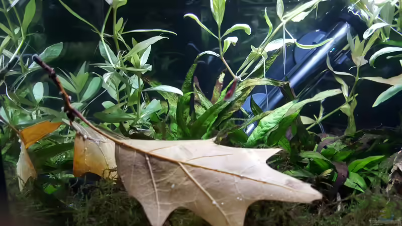 Aquarium mein kleines Garnelen Becken (aufgelöst) von odin 68 (18)