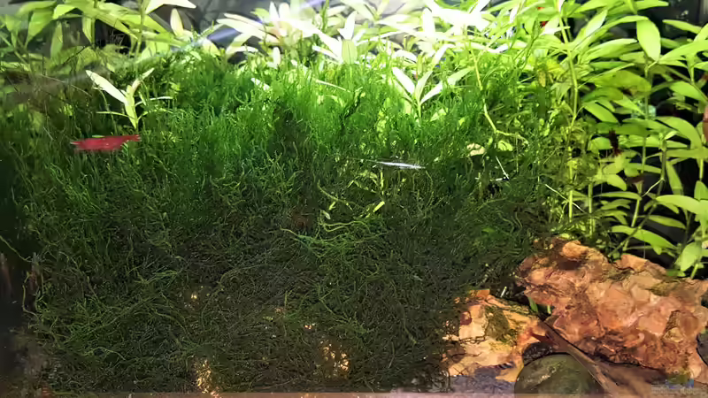 Aquarium mein kleines Garnelen Becken (aufgelöst) von odin 68 (2)