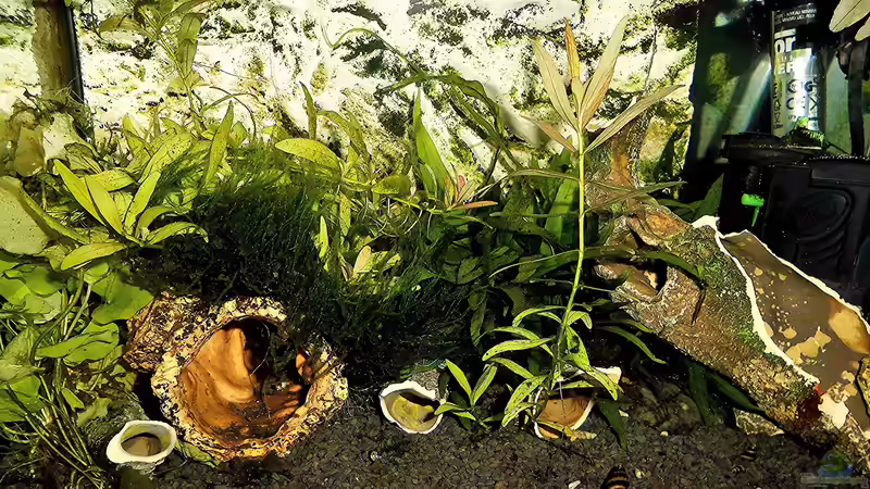 Aquarium mein kleines Garnelen Becken (aufgelöst) von odin 68 (20)