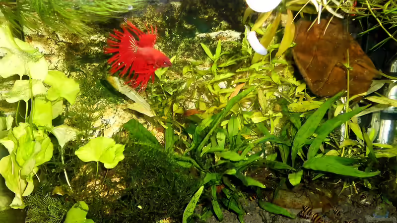 Aquarium mein kleines Garnelen Becken (aufgelöst) von odin 68 (23)