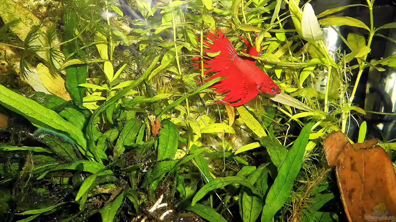 Aquarium mein kleines Garnelen Becken (aufgelöst) von odin 68 (24)