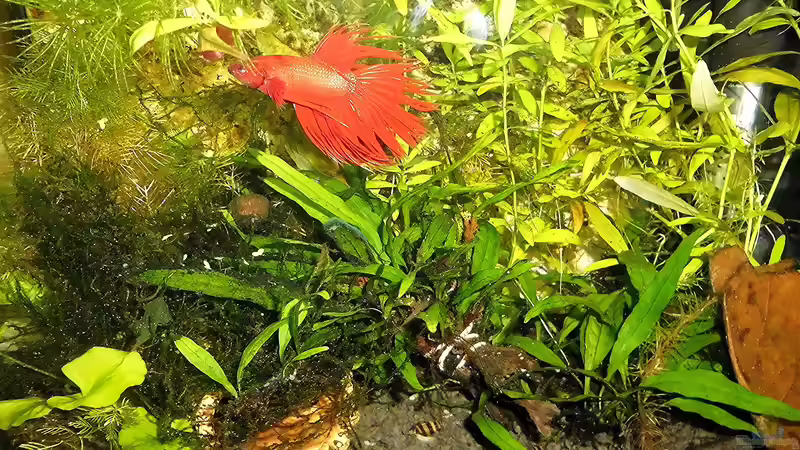 Aquarium mein kleines Garnelen Becken (aufgelöst) von odin 68 (25)