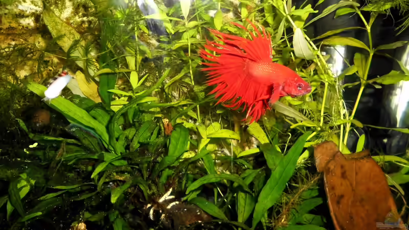Aquarium mein kleines Garnelen Becken (aufgelöst) von odin 68 (26)