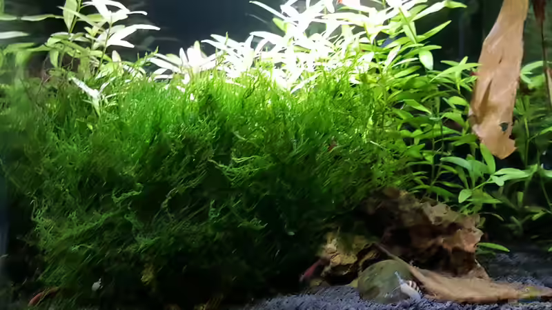 Aquarium mein kleines Garnelen Becken (aufgelöst) von odin 68 (3)