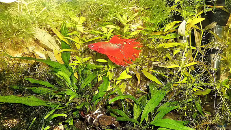 Aquarium mein kleines Garnelen Becken (aufgelöst) von odin 68 (30)