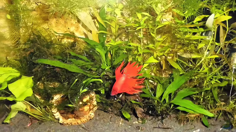 Aquarium mein kleines Garnelen Becken (aufgelöst) von odin 68 (31)