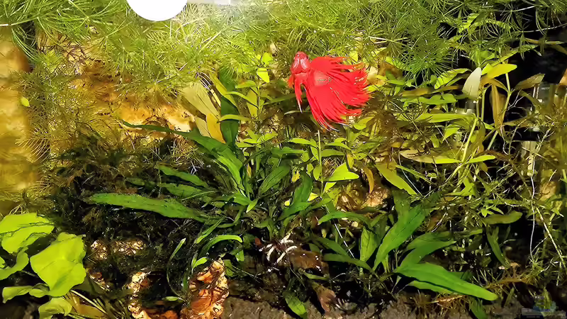 Aquarium mein kleines Garnelen Becken (aufgelöst) von odin 68 (32)