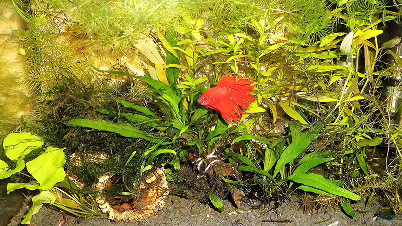 Aquarium mein kleines Garnelen Becken (aufgelöst) von odin 68 (33)