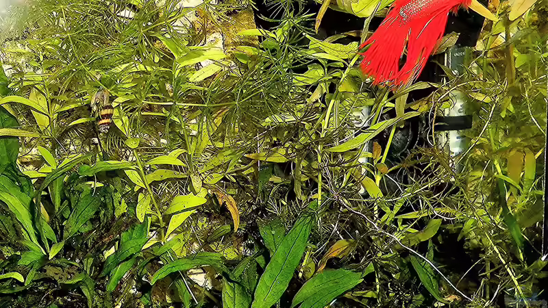 Aquarium mein kleines Garnelen Becken (aufgelöst) von odin 68 (36)