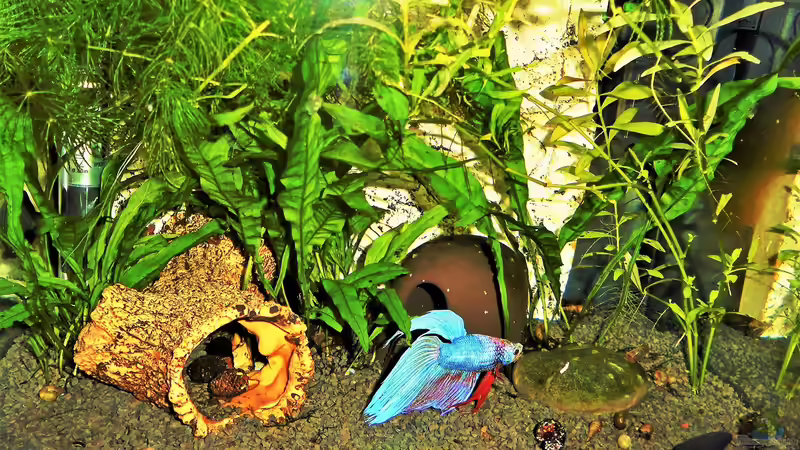 Aquarium mein kleines Garnelen Becken (aufgelöst) von odin 68 (37)