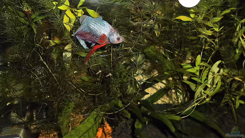 Aquarium mein kleines Garnelen Becken (aufgelöst) von odin 68 (38)