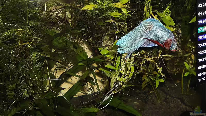 Aquarium mein kleines Garnelen Becken (aufgelöst) von odin 68 (39)