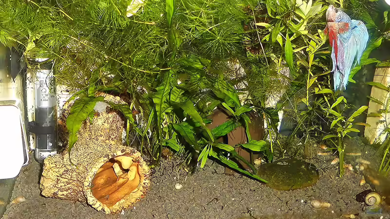 Aquarium mein kleines Garnelen Becken (aufgelöst) von odin 68 (41)