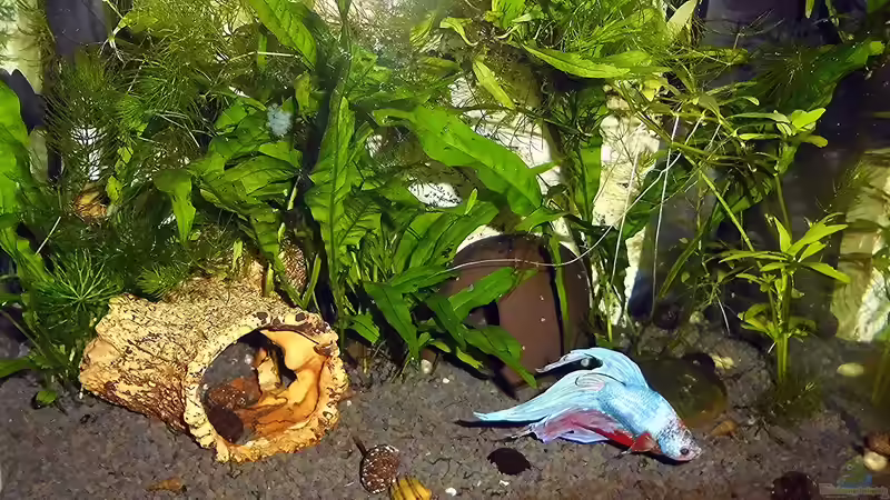 Aquarium mein kleines Garnelen Becken (aufgelöst) von odin 68 (42)