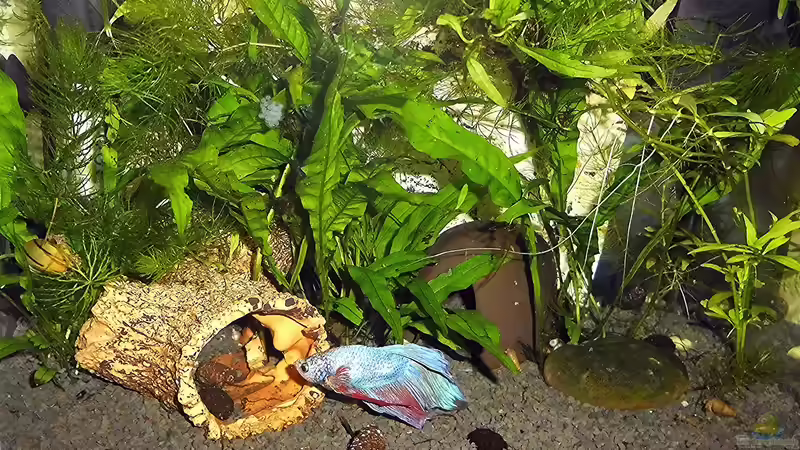 Aquarium mein kleines Garnelen Becken (aufgelöst) von odin 68 (43)