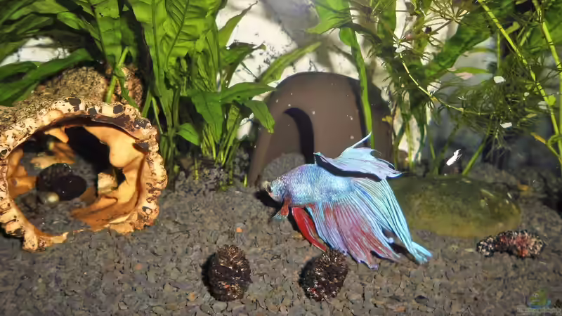 Aquarium mein kleines Garnelen Becken (aufgelöst) von odin 68 (44)