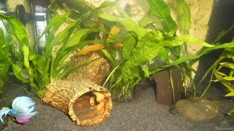 Aquarium mein kleines Garnelen Becken (aufgelöst) von odin 68 (47)