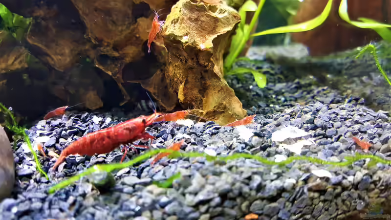 Aquarium mein kleines Garnelen Becken (aufgelöst) von odin 68 (8)