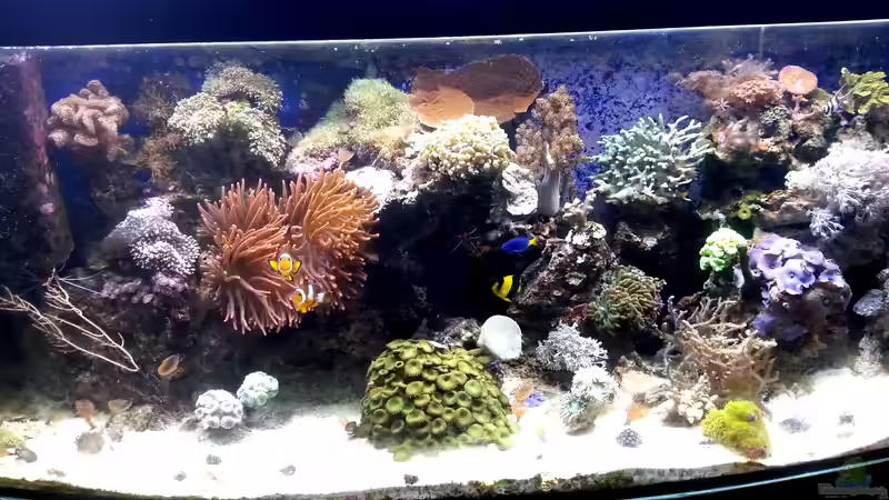 Aquarium Mein kleines Riff von Frank Ulbricht (2)