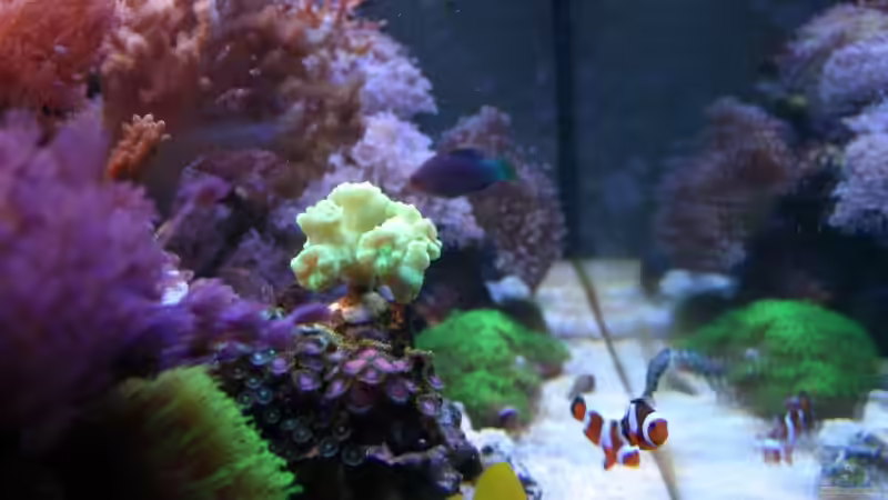 Aquarium Mein kleines Riff von Johannes 88 (11)