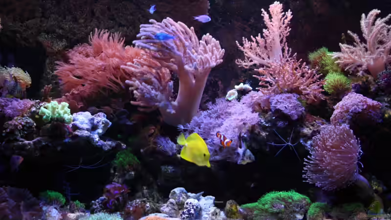 Aquarium Mein kleines Riff von Johannes 88 (2)