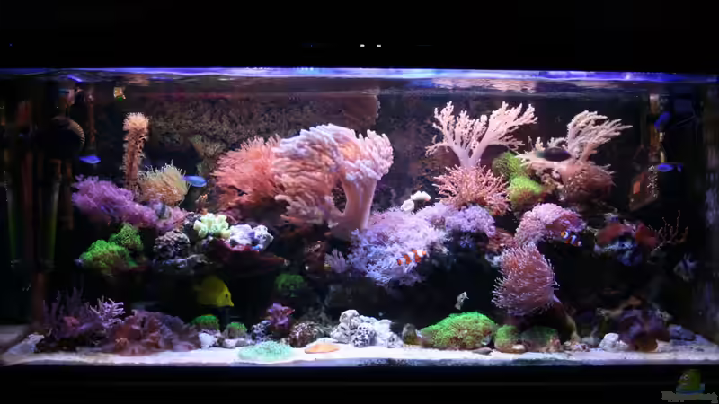 Aquarium Mein kleines Riff von Johannes 88 (9)