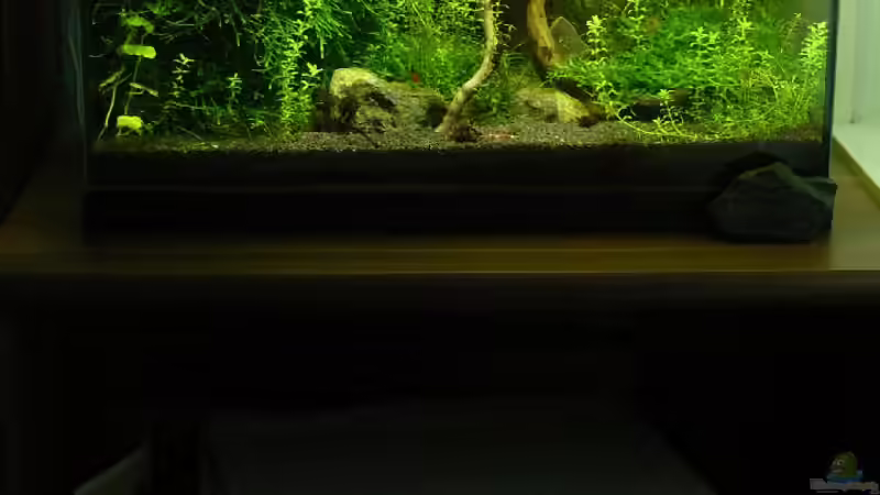 Aquarium Mein kleines Schwarzes von A. G. (2)