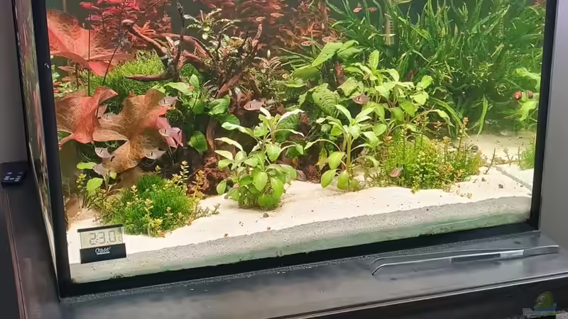 Aquarium Mein liebster 270 Liter Bauklotz ! von Dirk Korsten (2)