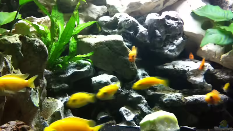 Aquarium mein Malawi See Trion Eckaquarium von Florian Karmann (2)