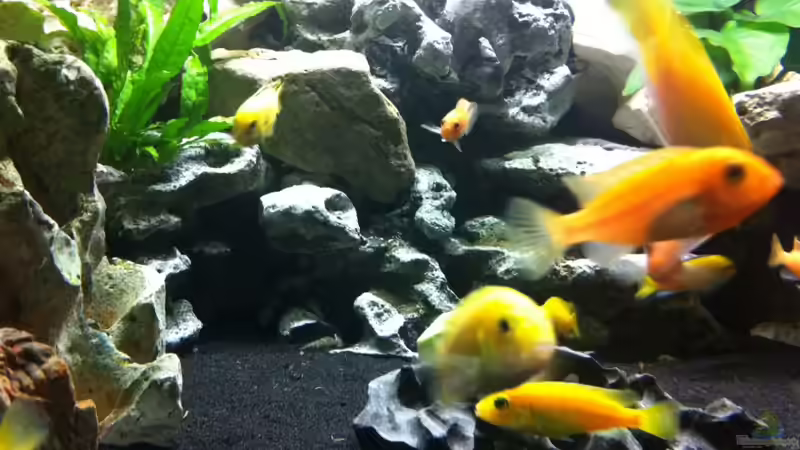 Aquarium mein Malawi See Trion Eckaquarium von Florian Karmann (3)