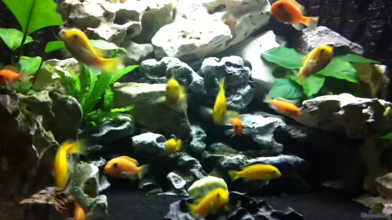 Aquarium mein Malawi See Trion Eckaquarium von Florian Karmann (4)