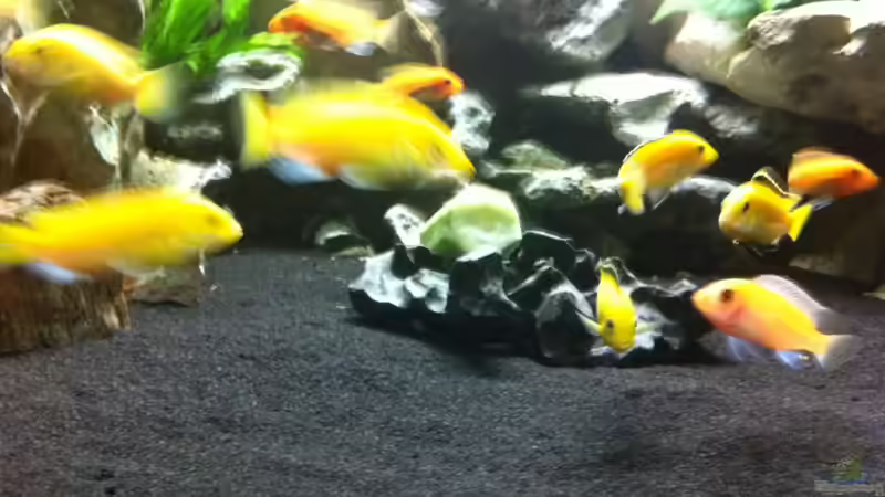 Aquarium mein Malawi See Trion Eckaquarium von Florian Karmann (6)