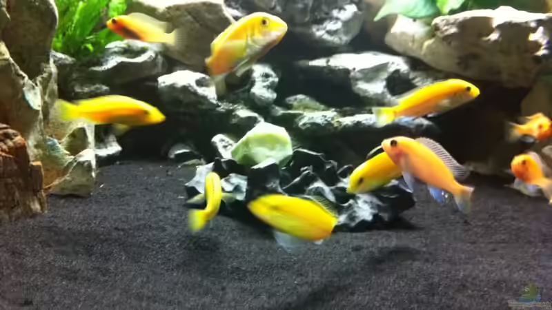 Aquarium mein Malawi See Trion Eckaquarium von Florian Karmann (7)