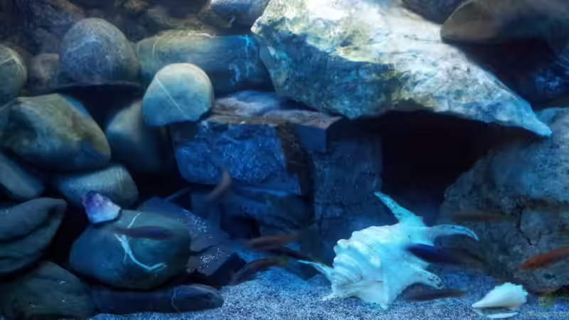 Aquarium mein Malawi-Tank von FrankenWasser (5)