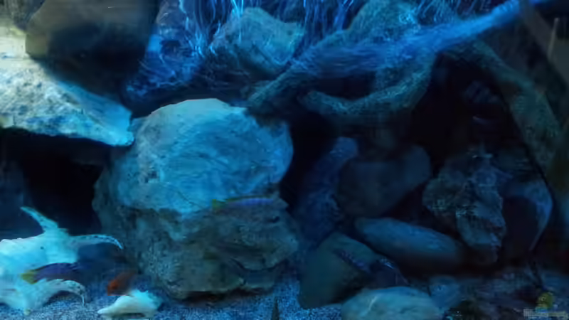 Aquarium mein Malawi-Tank von FrankenWasser (6)