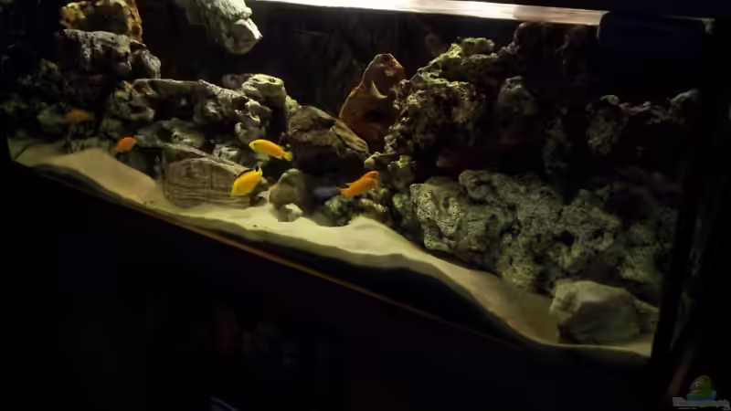 Aquarium Mein Malawi von Erwin12 (2)